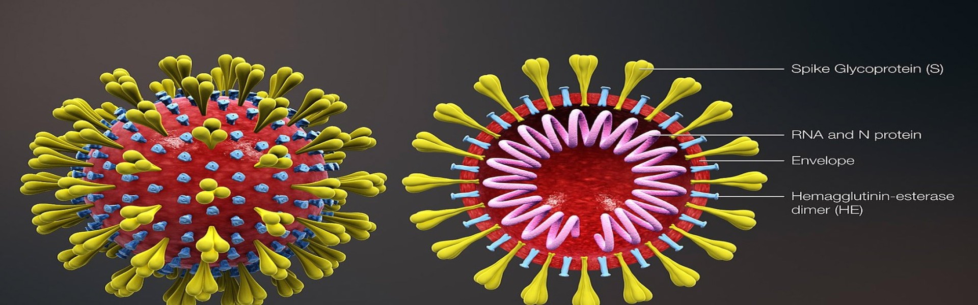 Corona Virus Outbreak