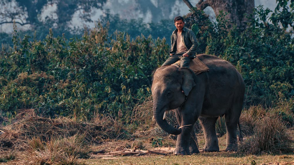 Elephant at Chitwan National Park