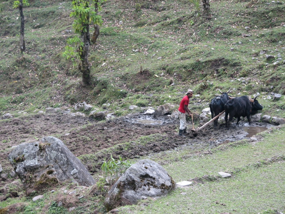 farming in annapurna
