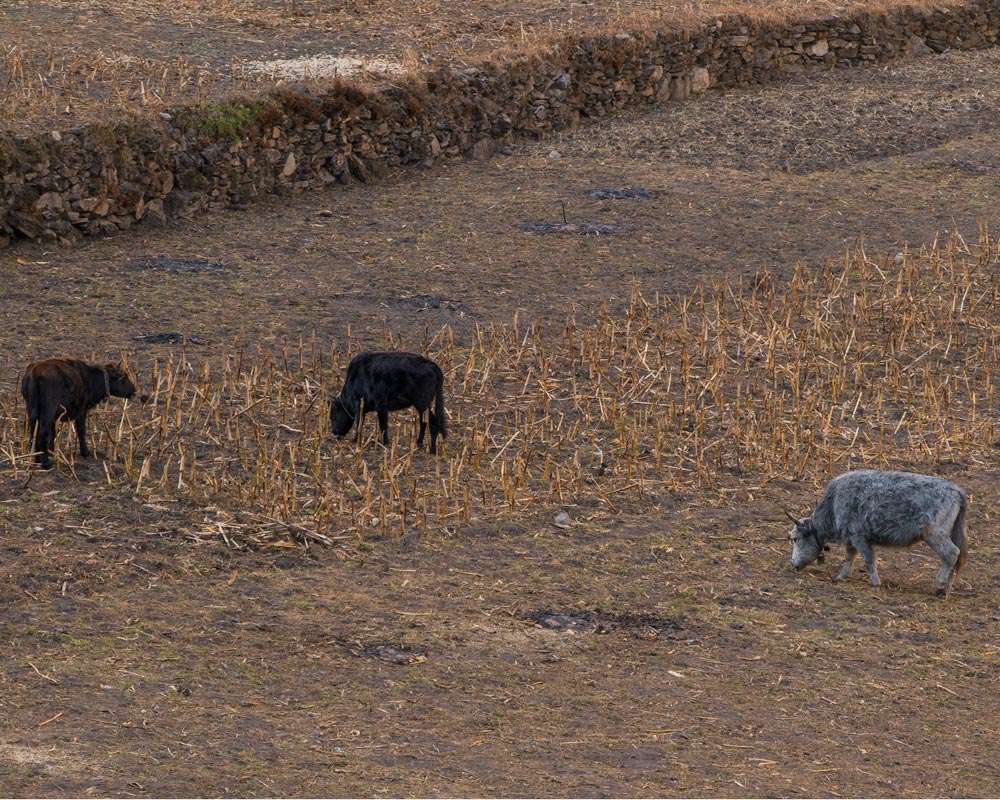 Cattles of Manaslu