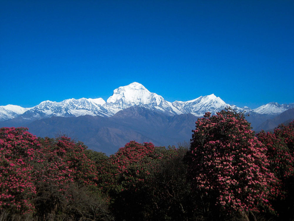 Rhododendron