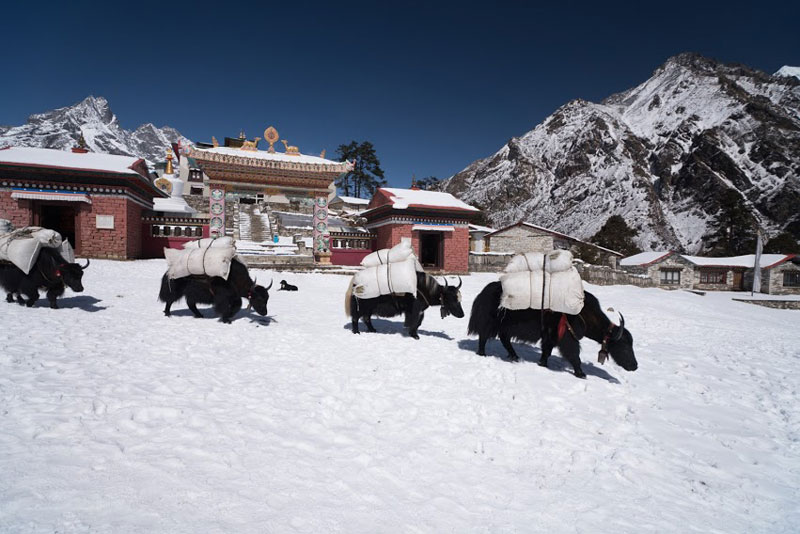 Yak on snow