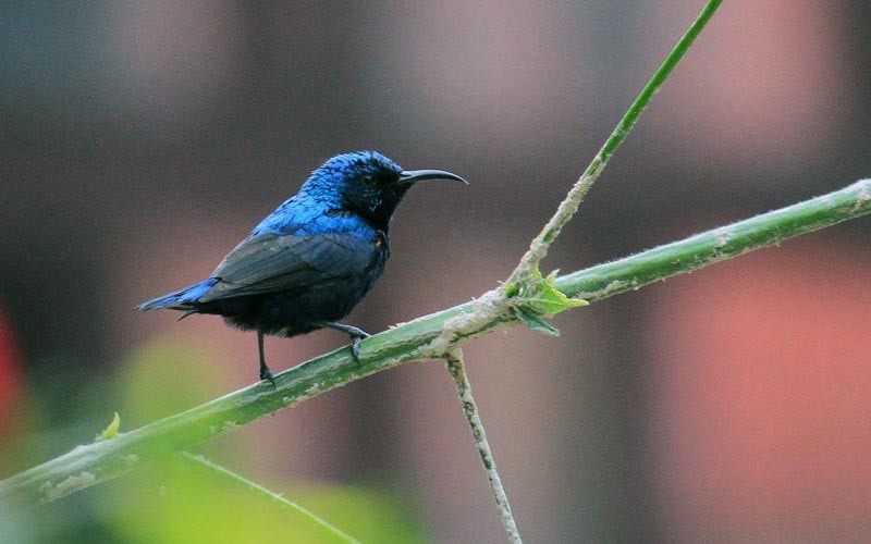 Bird Watching in Nepal