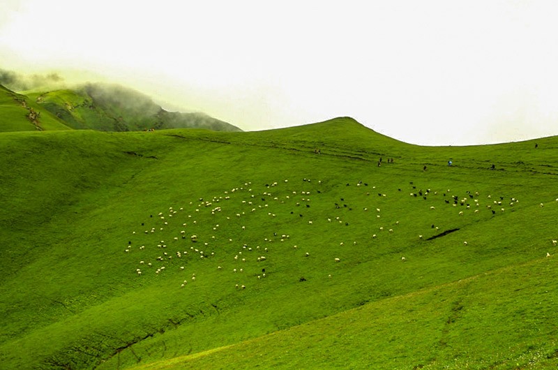 Grassland in Nepal