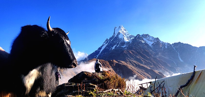 Himalayan Yak ABC Circuit Trekking