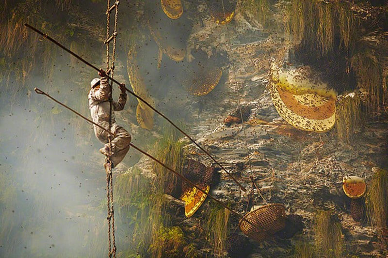 Honey Hunting In Nepal