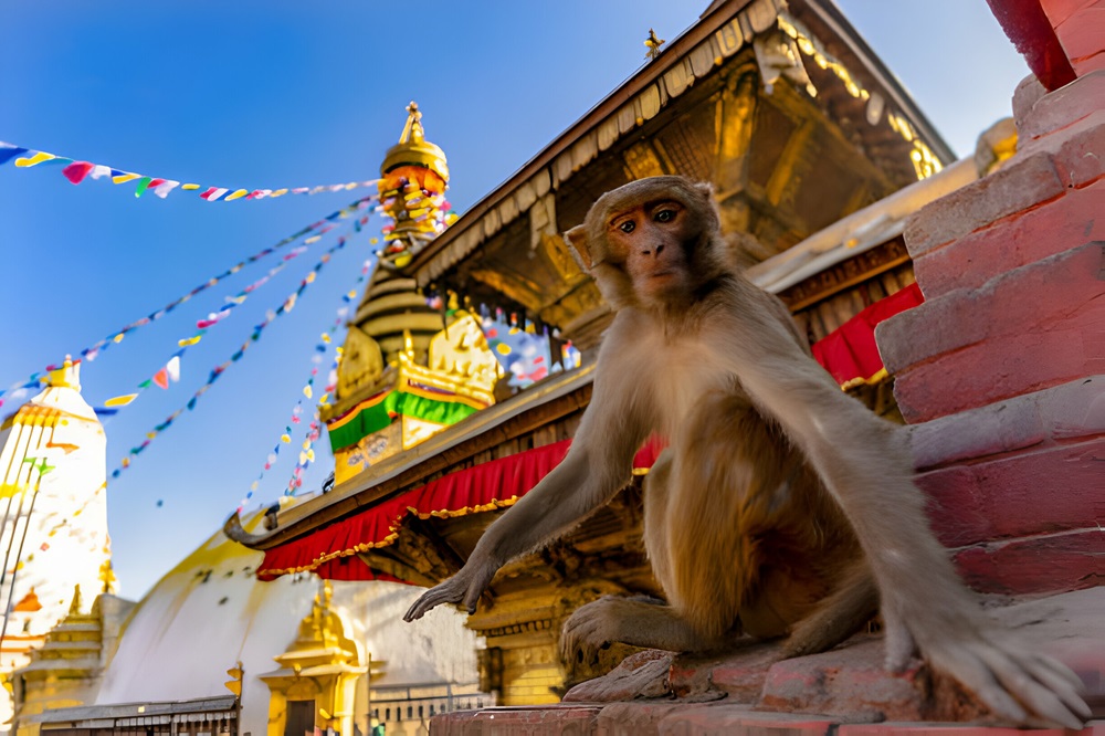 Monkey Temple