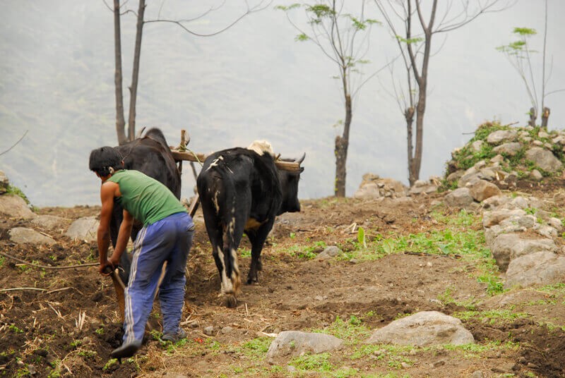 Manaslu region Farming