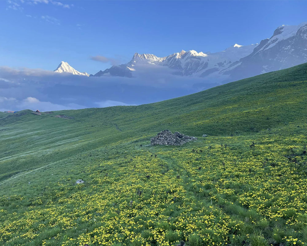 Kori Trek 