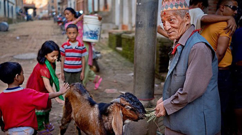 Goat ready for sacrifice for Navami Pooja