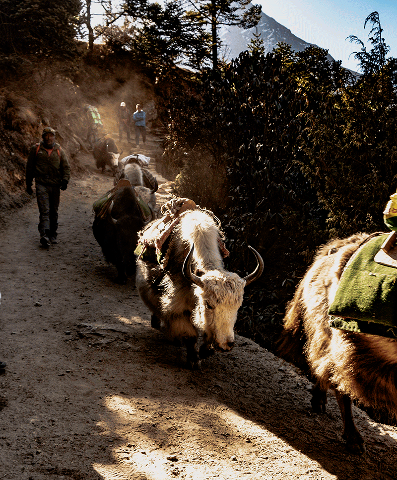 Give the way to Yak and Donkeys