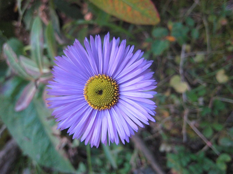 Flowers in Sagarmatha National Park