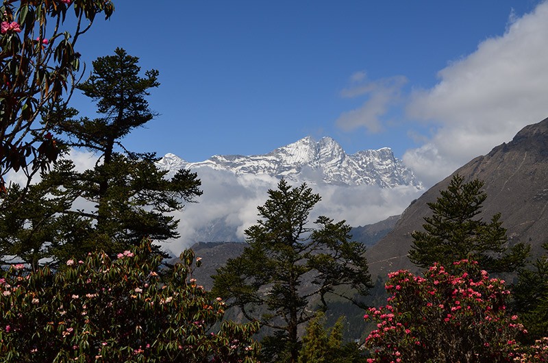 Rhododendron Forest