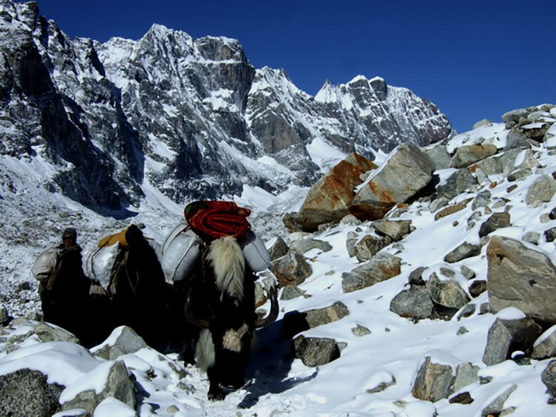 Yak Transporting Luggage of Trekker during EBC Trek Nepal