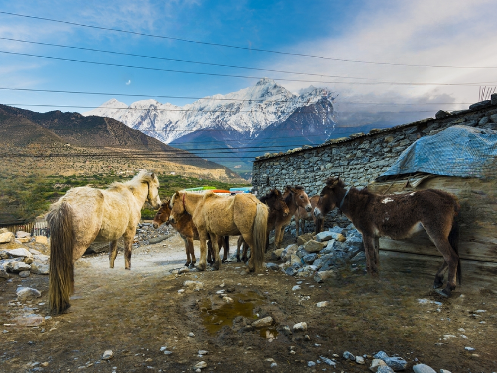 horses in mustang