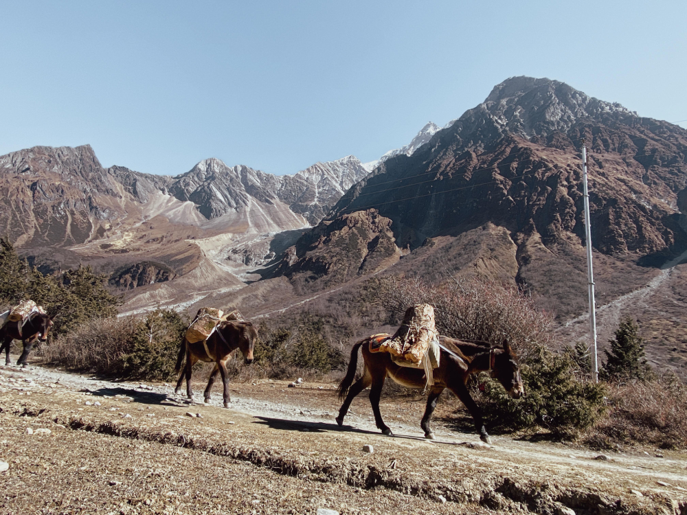 mules in manaslu circuit trail