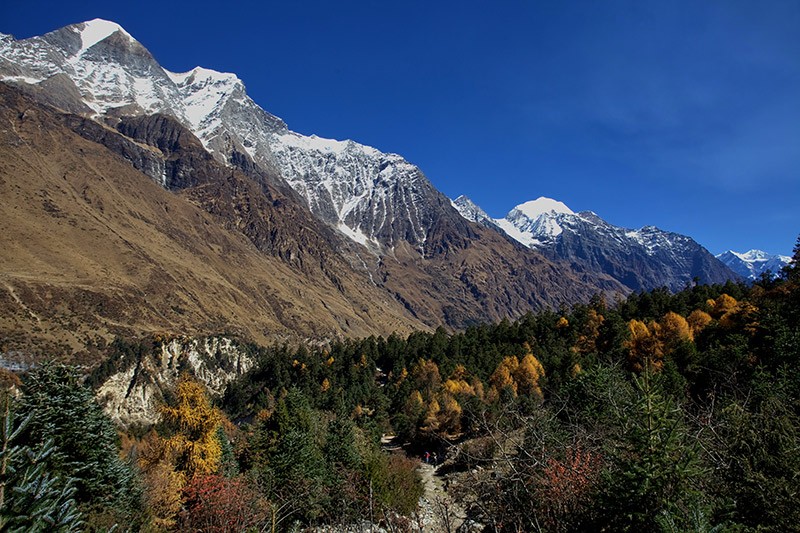 Alpine forest of manaslu