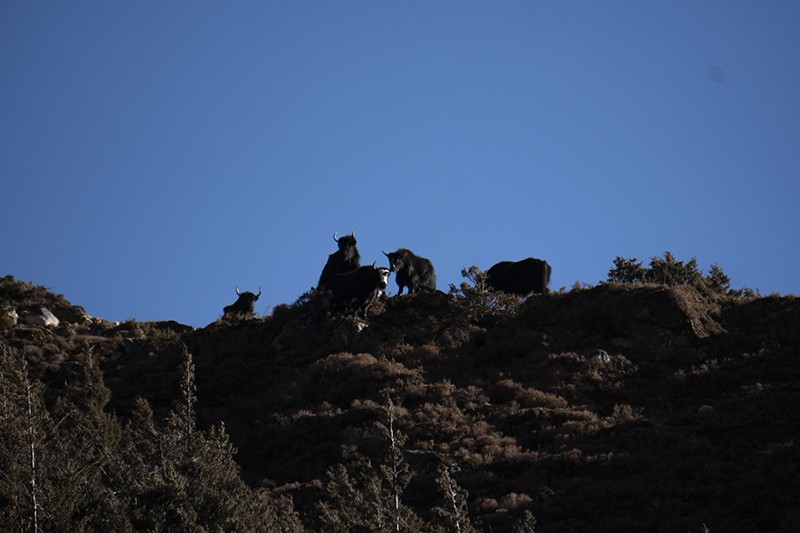 Wildlife on Mount Everest Base Camp Hike