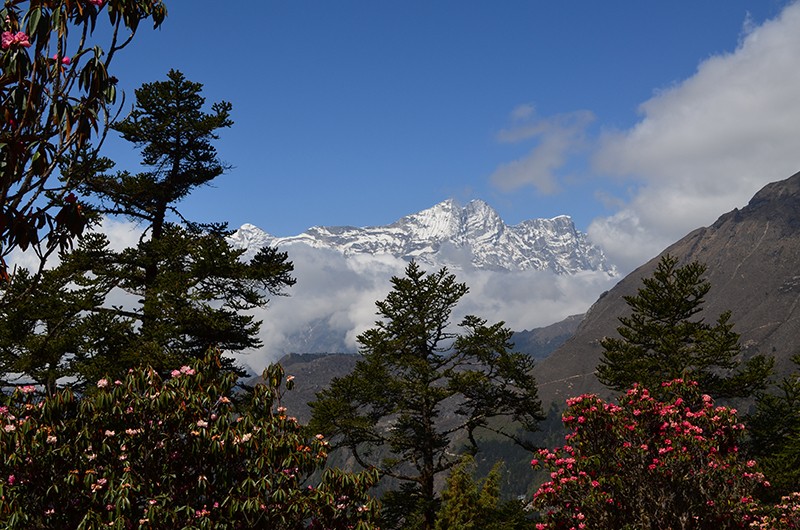 Vegetation on Everest Base Camp Hike
