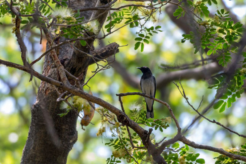 Koshi tapu wildlife