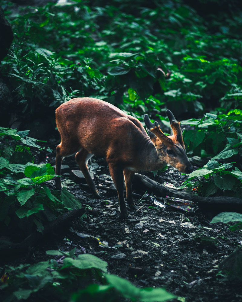 Bardia National Park