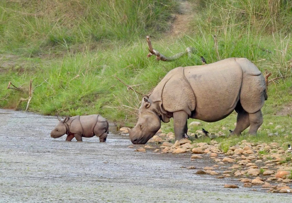 a rhino and her calf in chitwan