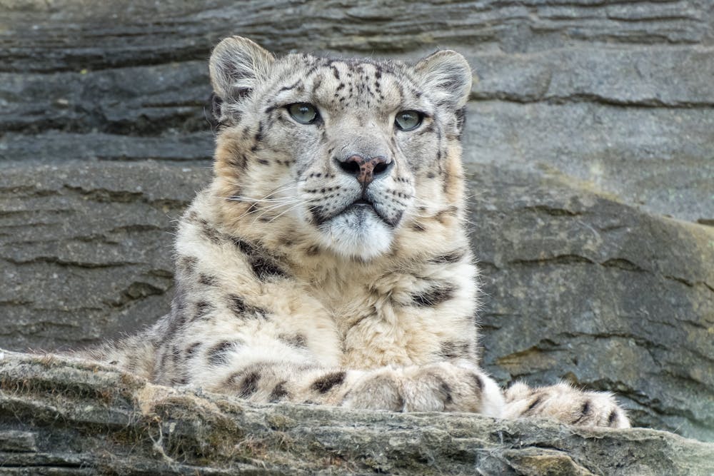 Snow Leopard In Manaslu