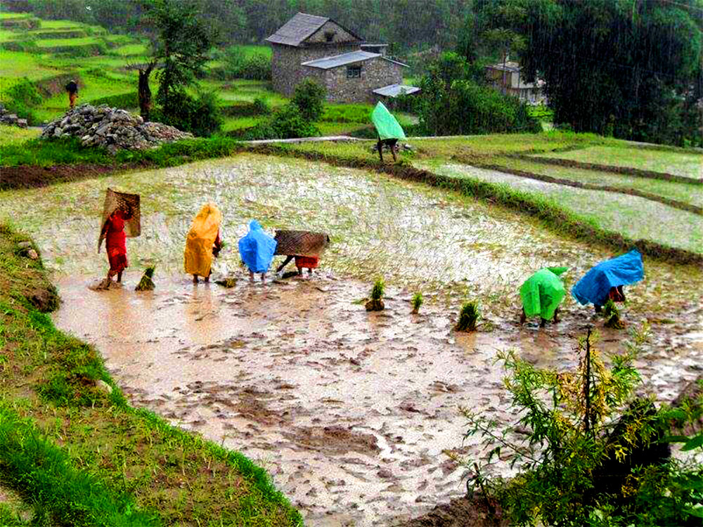 Paddy Plantation