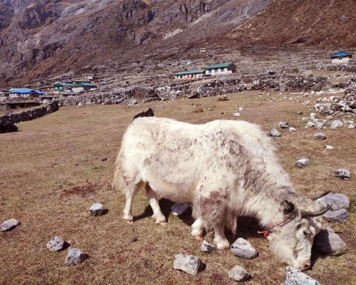  Yak