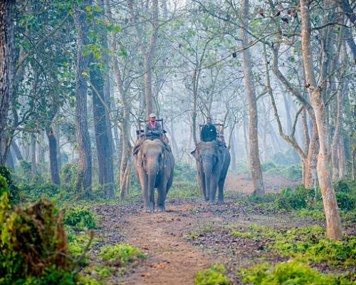 Elephant Safari