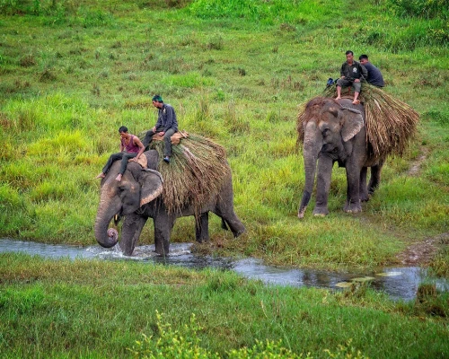  Chitwan Jungle Safari