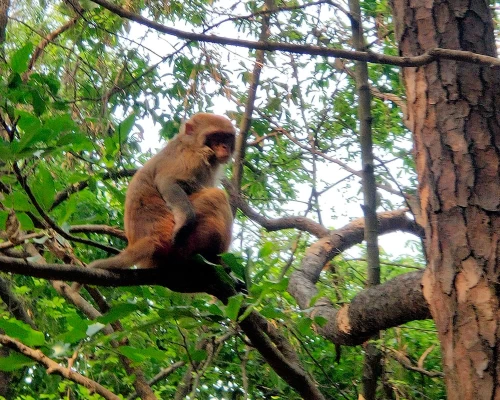 Animal Spotting At Nagarjun Forest