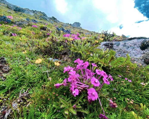 Beautiful Flowers In Monsoon In Everest Region