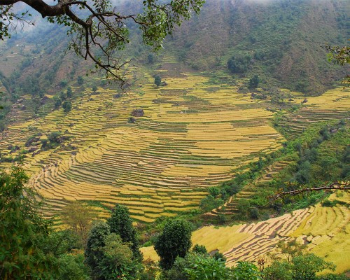Beautiful Rice Farm