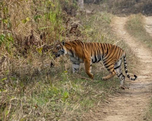 Bengal Tiger
