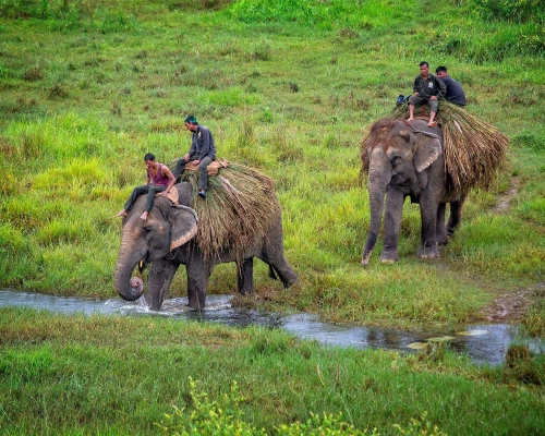 Chitwan Jungle Safari