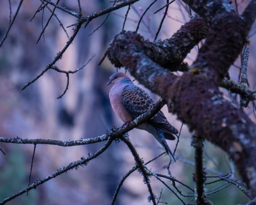 Dove In Sagarmatha National Park
