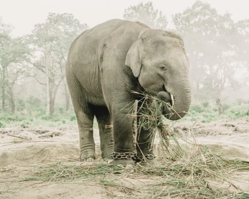 Elephant Breeding Chitwan