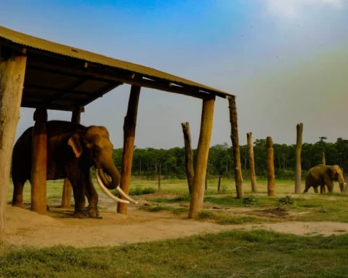 Elephant Breeding