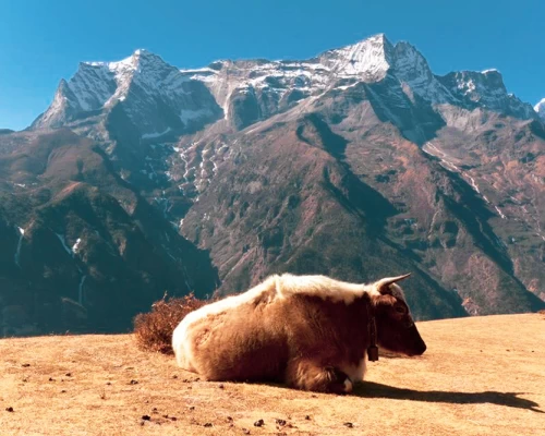 Everest Yaks