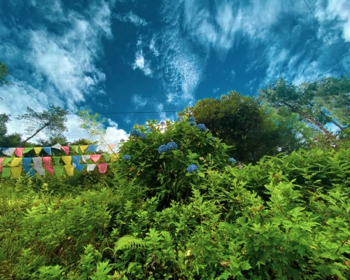 Flora And Fauna In Everest Region