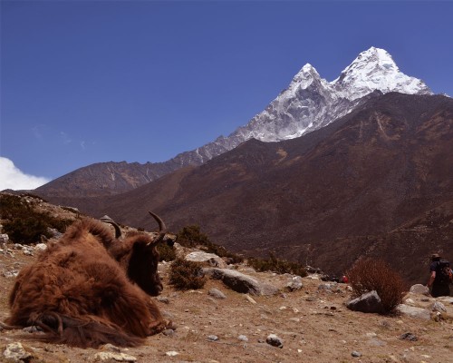 Himalayan Yak
