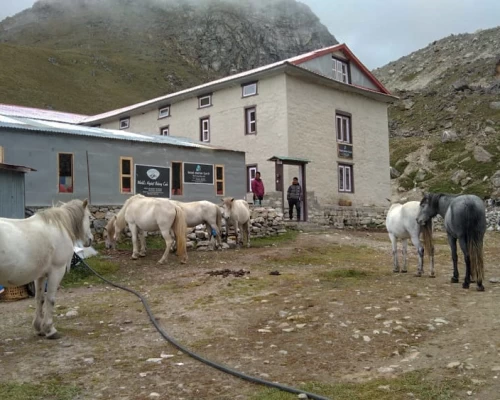 Horses In Lobuche