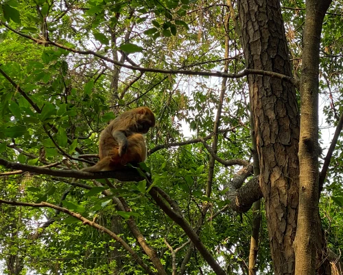 Monkey Spotted In Nagarjun Forest
