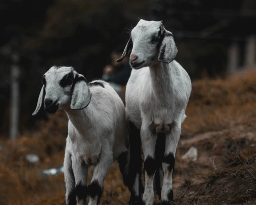 Mountain Goats Of Nagarkot