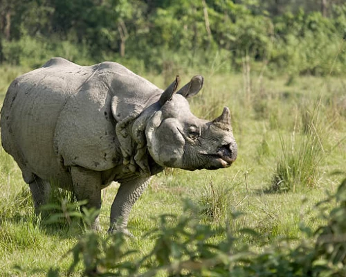 One Horn Rhinoceros