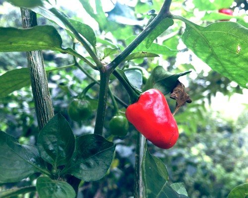 Red Chilli In The Farm