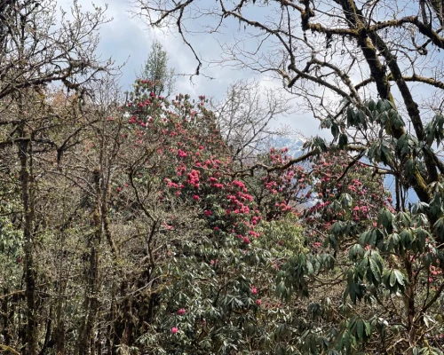 Rhododendron