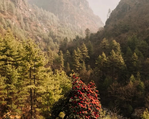 Rhododendrons Of Khumbu