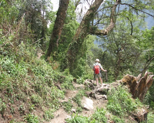 The Lush Forest Of Annapurna